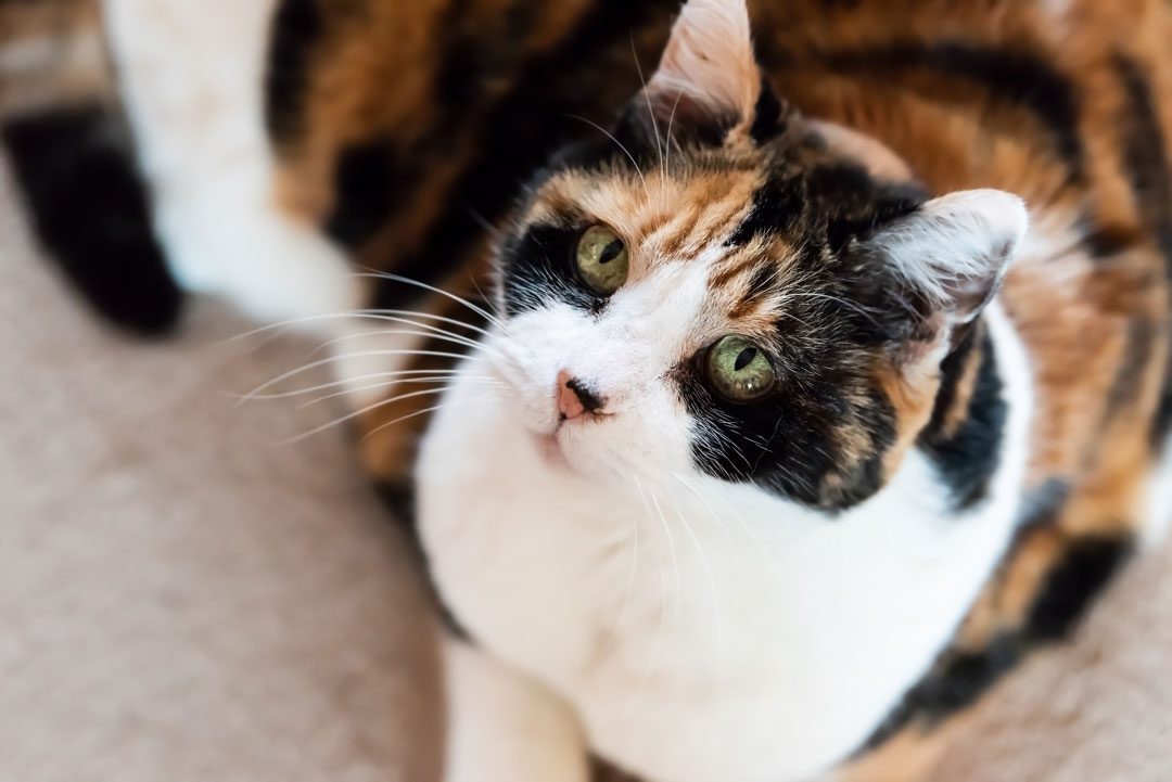 Calico Cat With Green Eyes Looking Upward