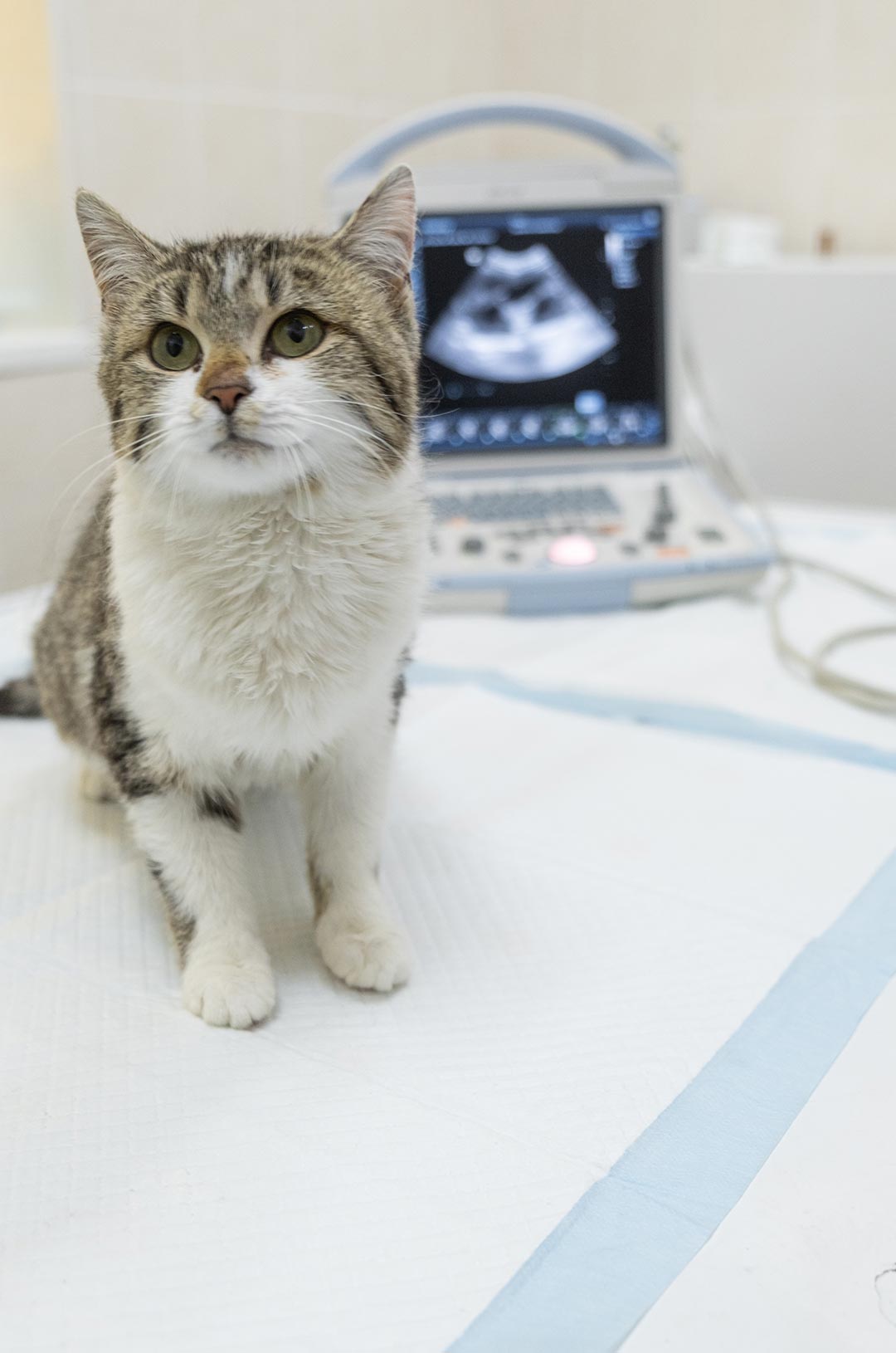 Cat Sitting On Exam Table With Ultrasound Machine In Background