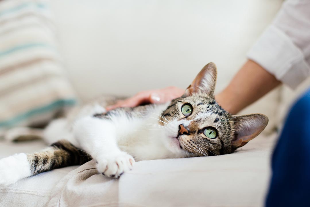 Cat With Green Eyes Lying On Couch Indoors while owner pets cat