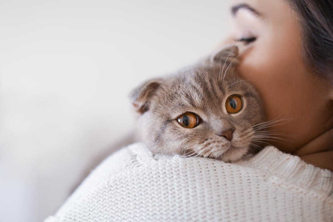 female wearing white sweater holding cat over shoulder