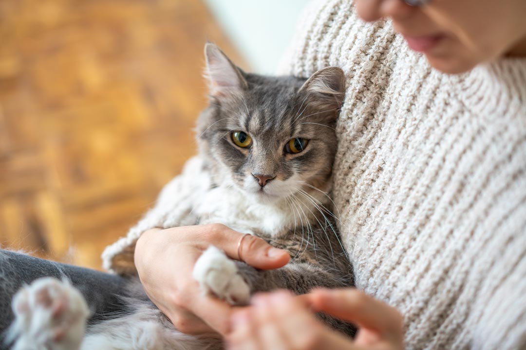 female with glasses sitting on floor holding gray cat in arms