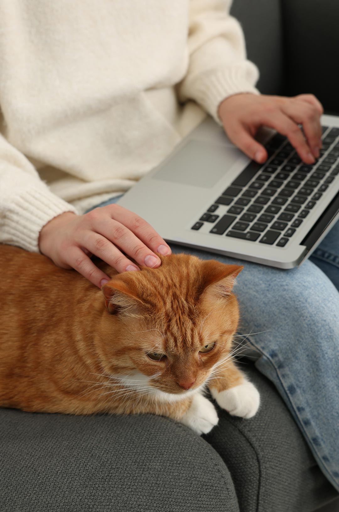 female sitting on couch working on laptop and petting fluffy orange cat that's sitting next to her