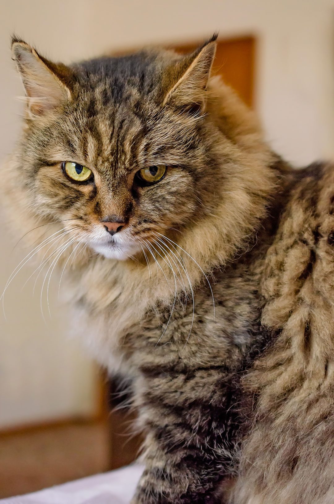 Fluffy Brown Maine Coon Cat
