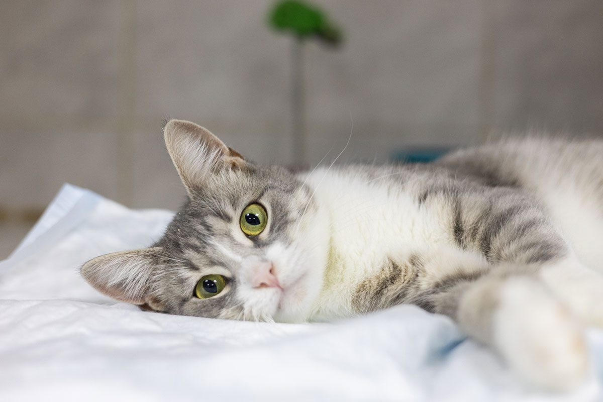 gray and white cat resting after surgery