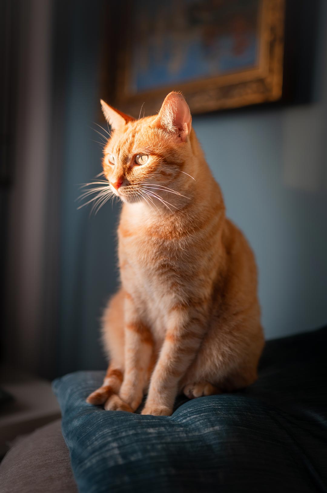 orange cat sitting on couch indoors under window with natural light