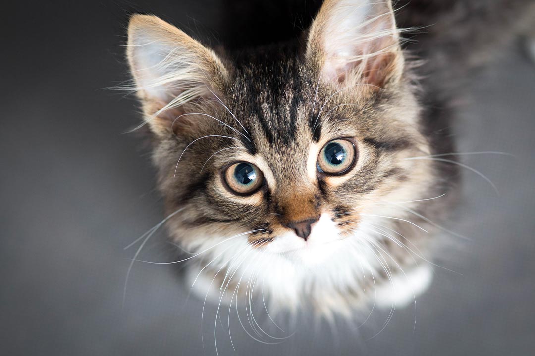 Small Fluffy Kitten On Gray Background
