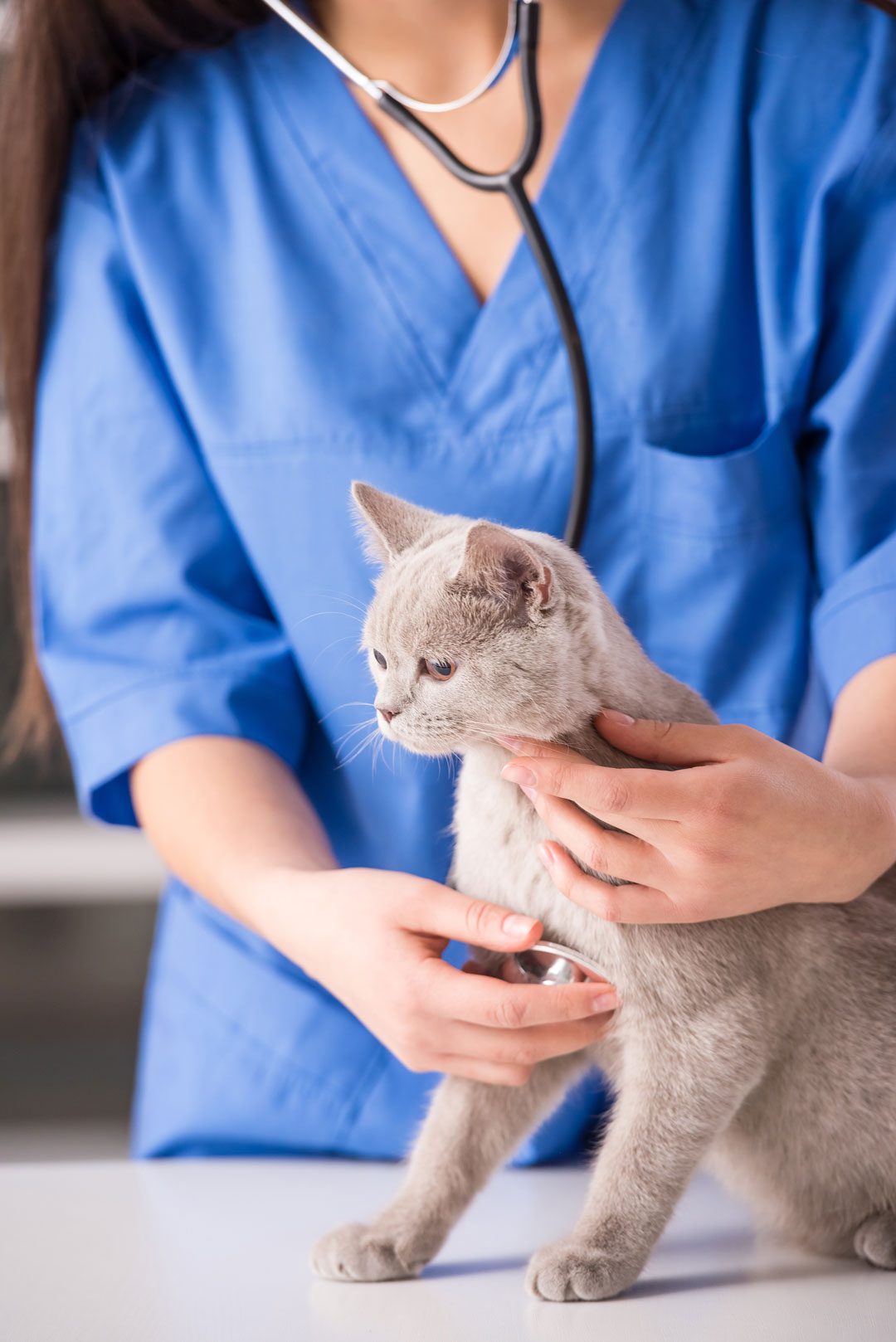 Veterinarian Checking Cat With Stethescope