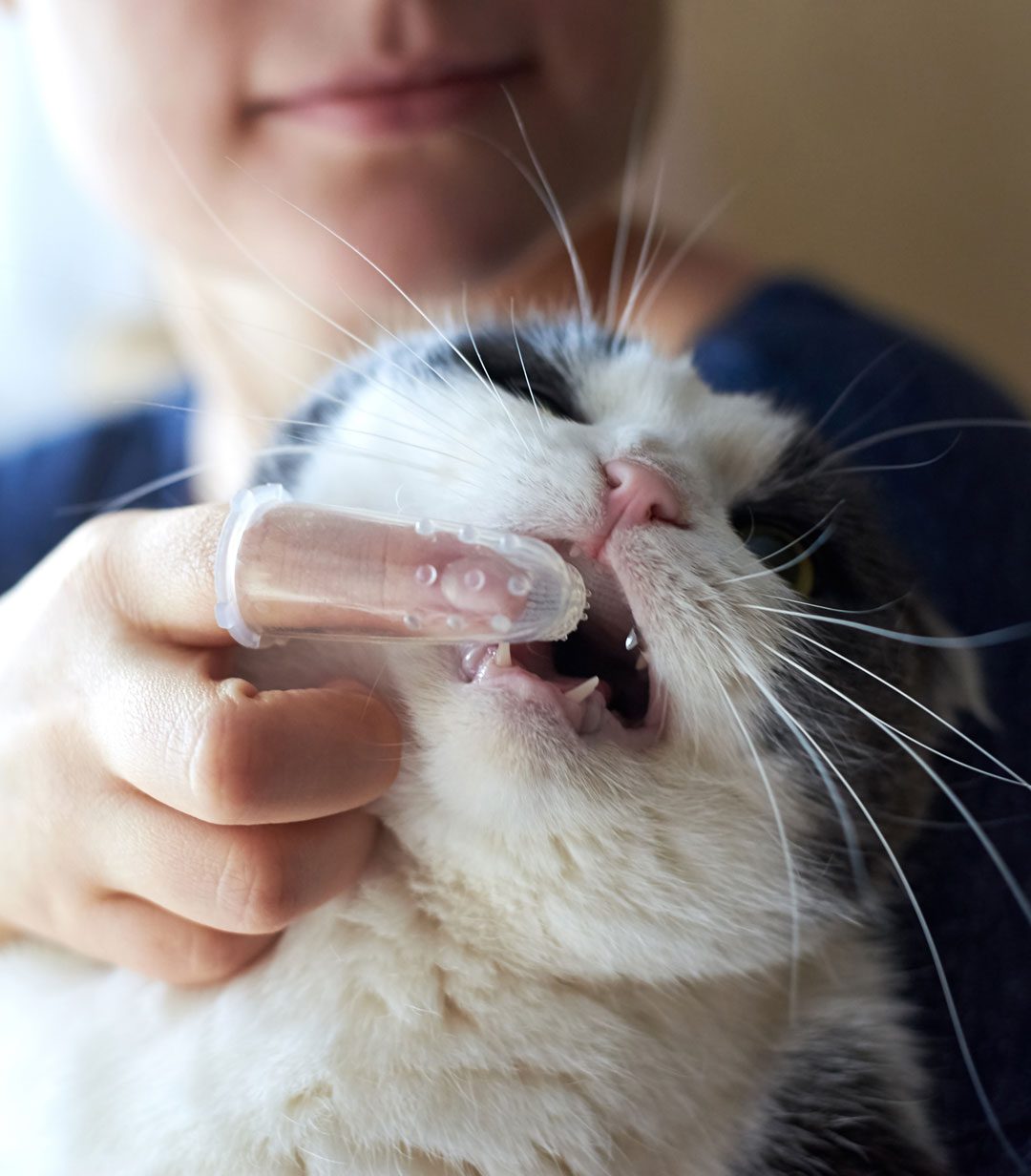 woman brushing white and gray cat's teeth with toothbrush