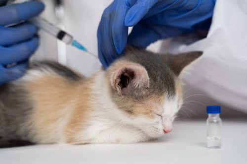 vet administering vaccine to tri-colored kitten at the clinic