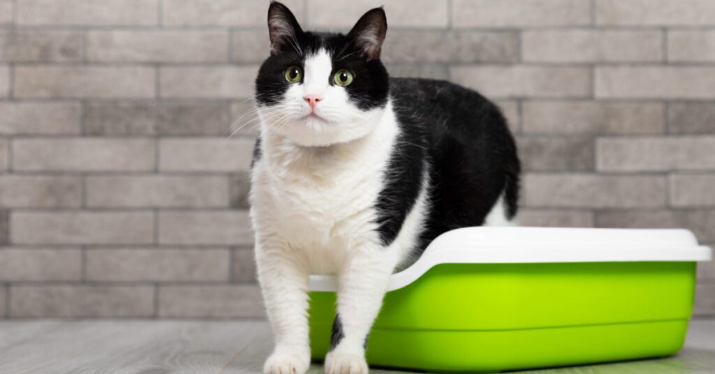 black and white cat stepping out of a green litter box