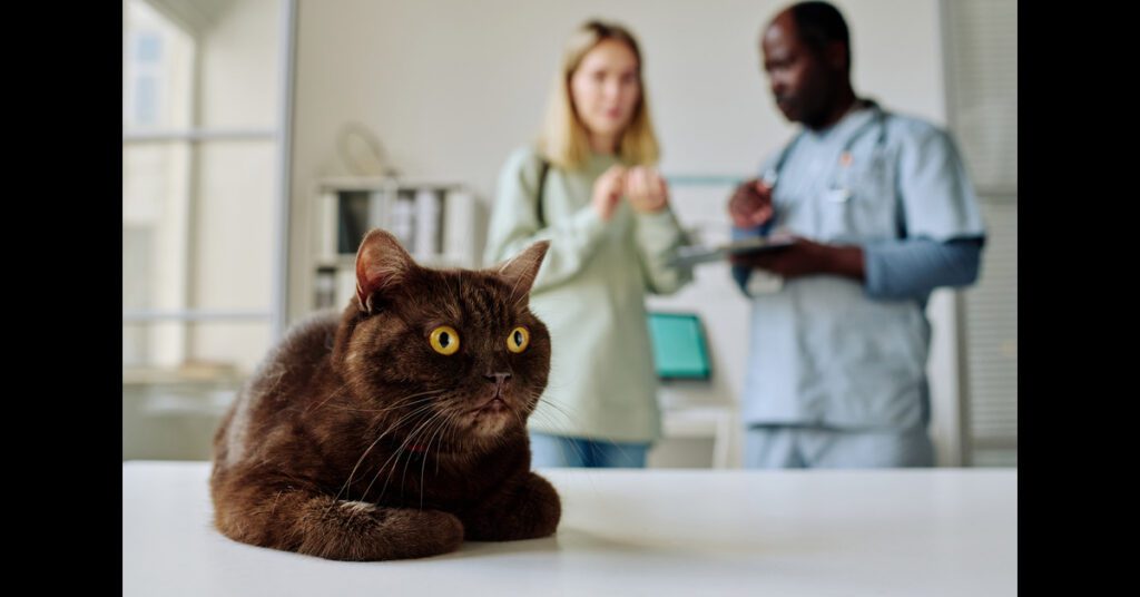 brown cat laying on exam table while owner and male vet talk in the background