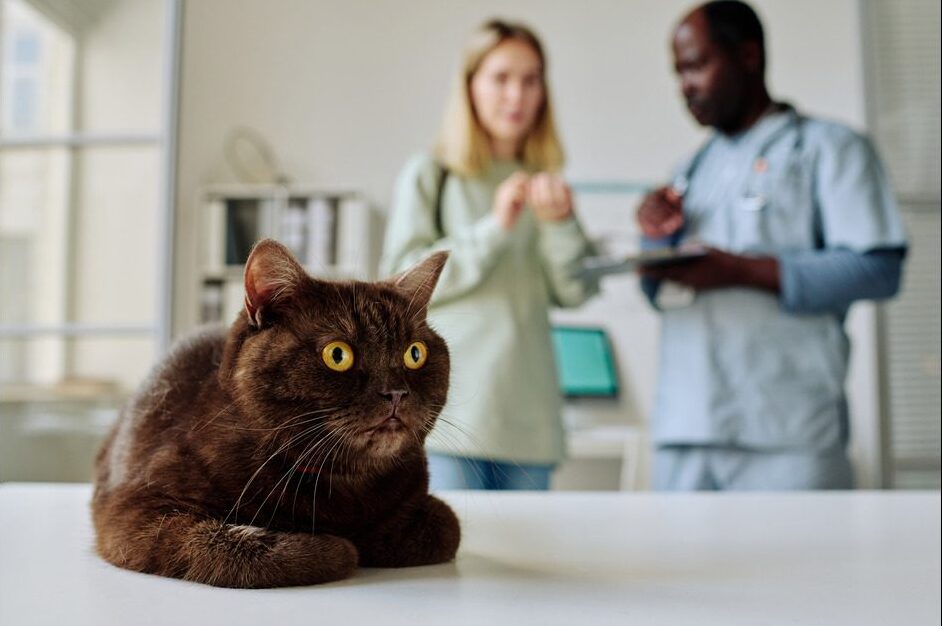 brown cat laying on exam table while owner and male vet talk in the background