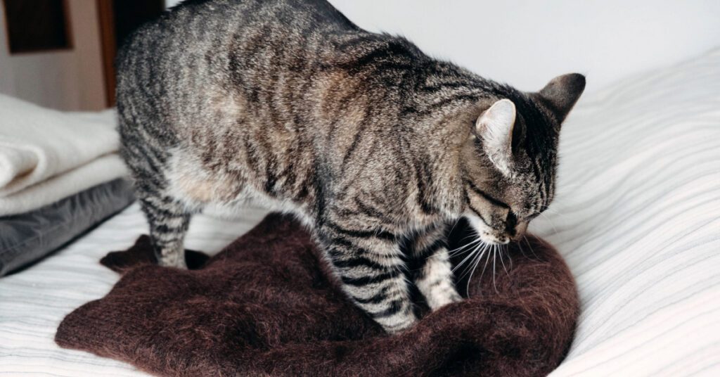cat kneading sweater on a bed