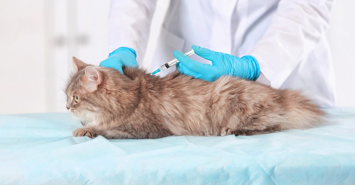 vet administering vaccine for cat