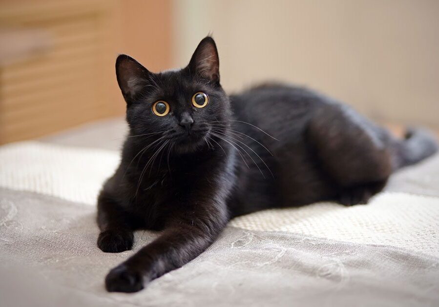 Black Cat Laying On Bed