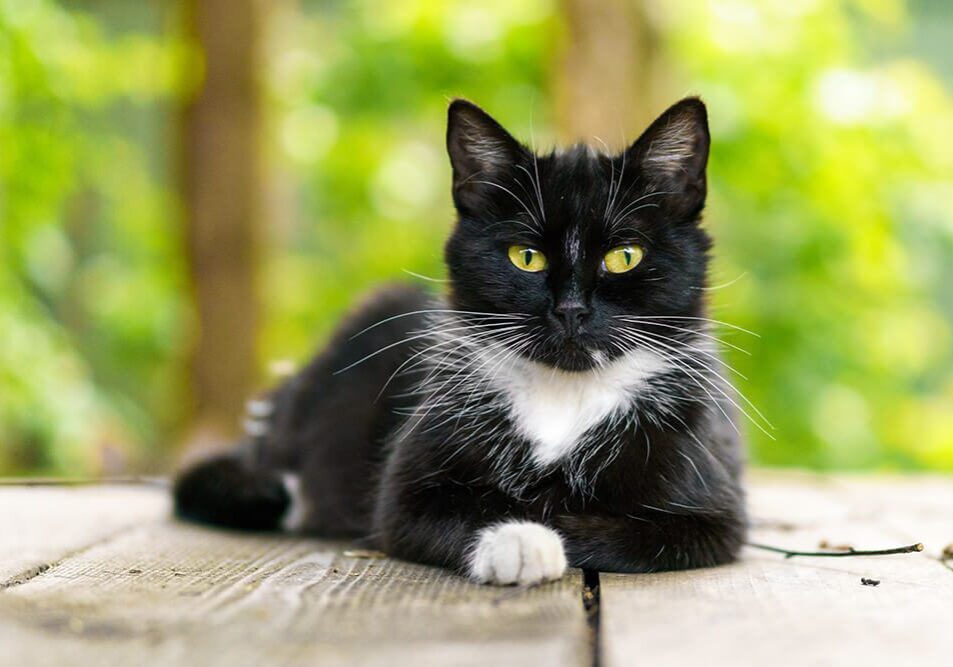 Black White Cat On Picnic Table
