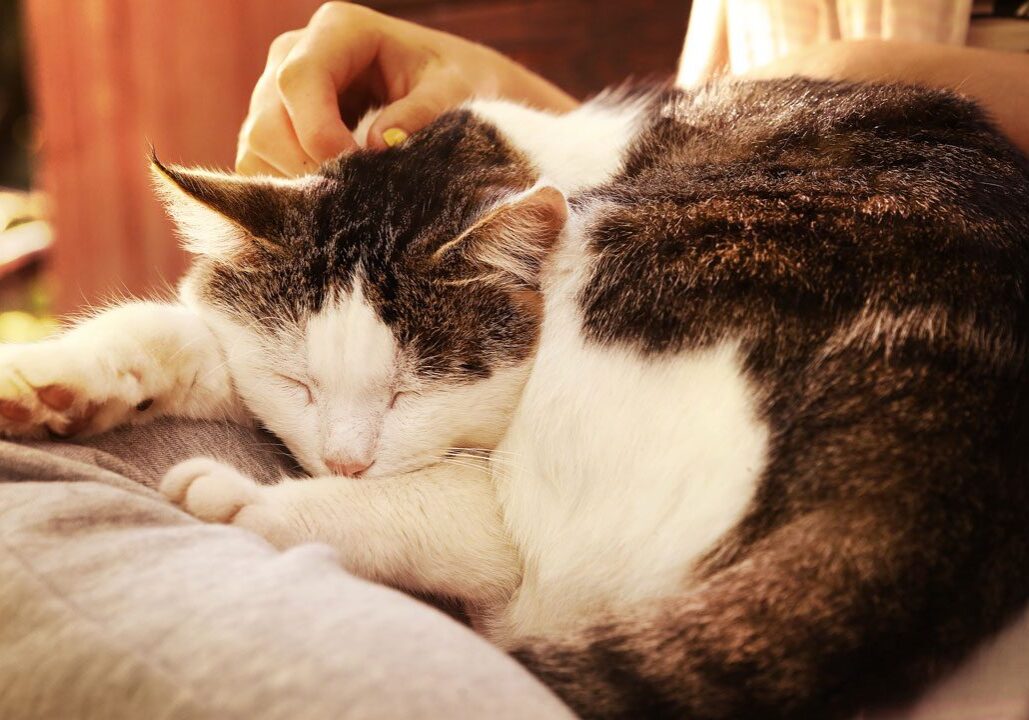 Brown And White Cat Laying On Womans Lap