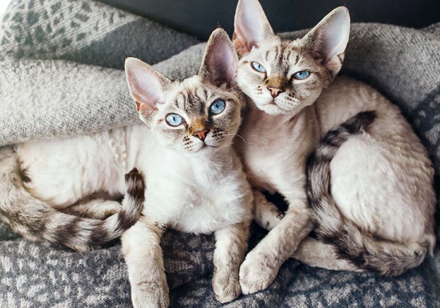 Two pretty Devon Rex cats with blue eyes are sitting together on the sofa