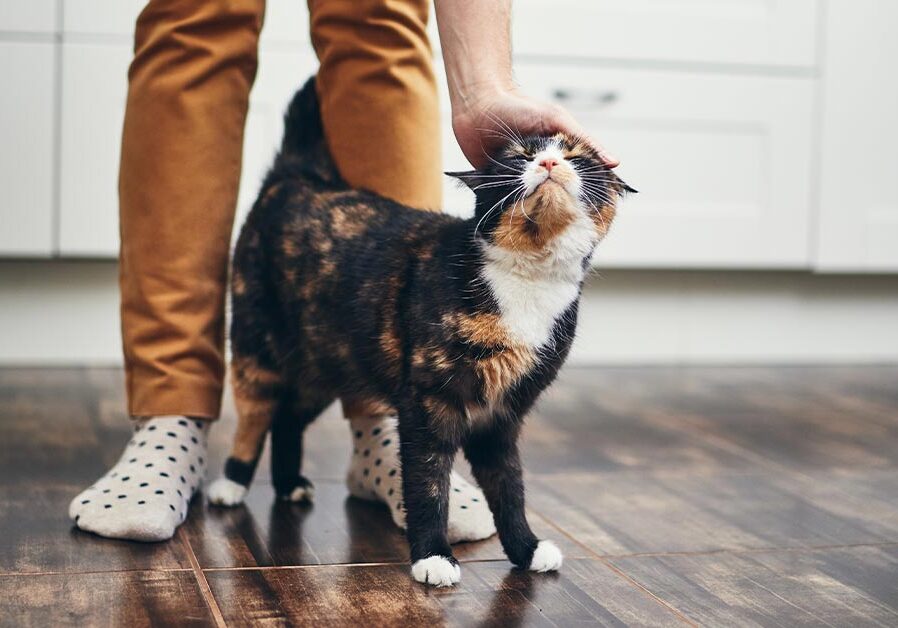 Male Owner Petting Calico Cat In Kitchen