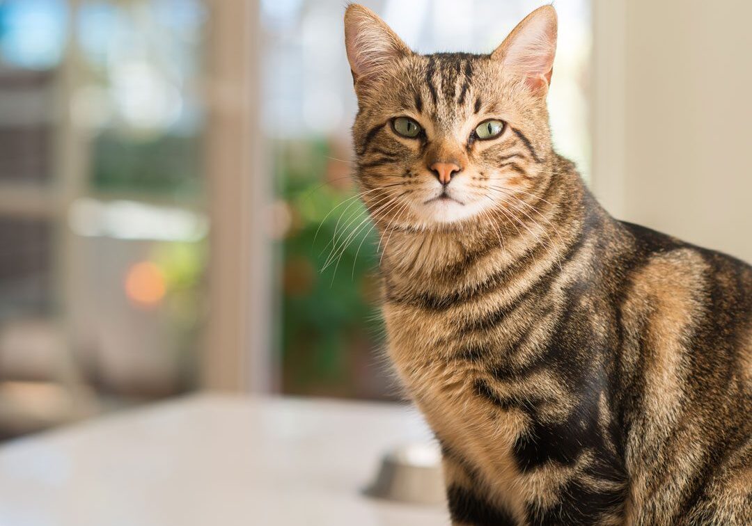 brown tabby cat sitting on a table and looking straight ahead