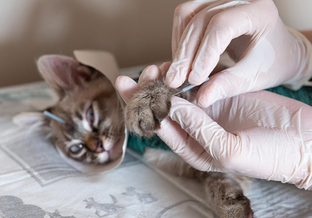 close up of veterinarian with gloved hands placing acupuncture needle into cat's paw