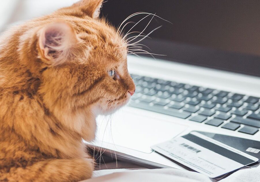orange cat sitting in front of a computer and stack of credit cards