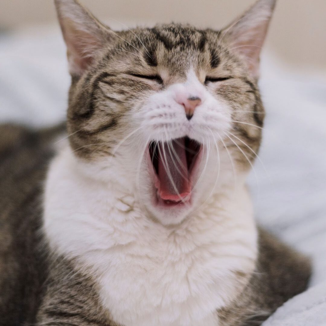 brown and white cat laying on blanket and yawning