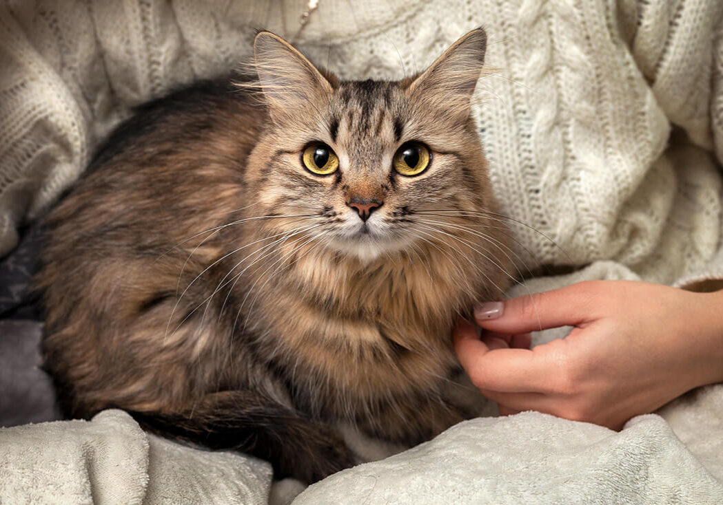 Closeup Of Cat On Lap Closeup Of Cat On Lap