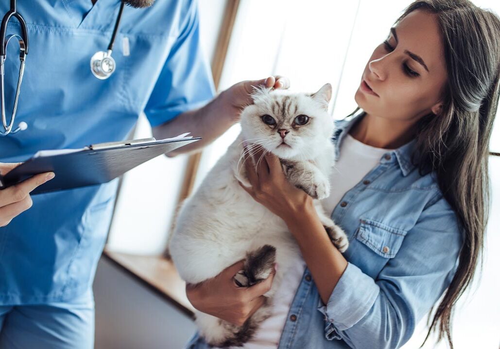 Female Holding Fluffy Cat While Veterinarian Examines Cat's Ear