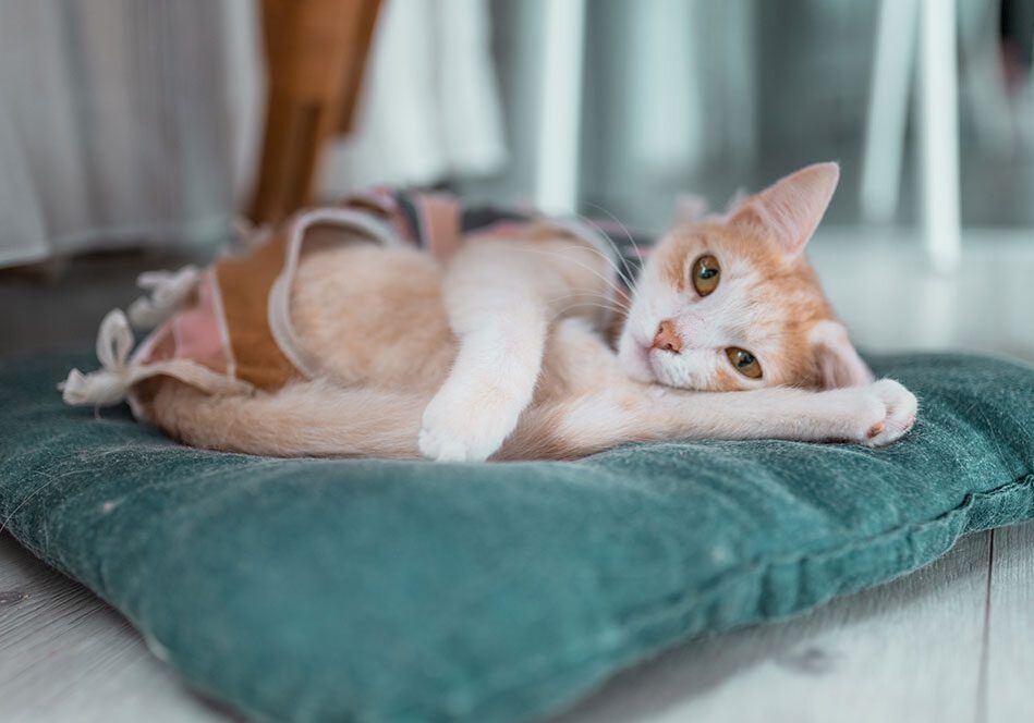 calico cat resting in a recovery suit after surgery