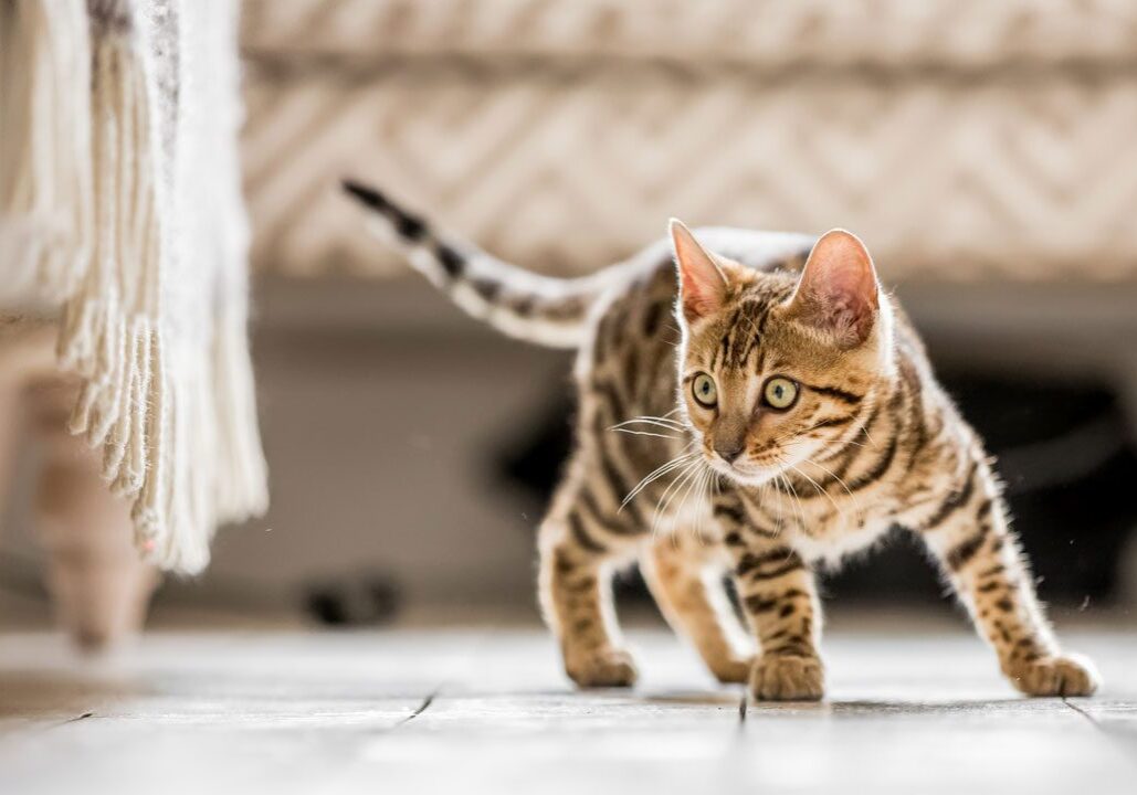 playful kitten getting ready to pounce
