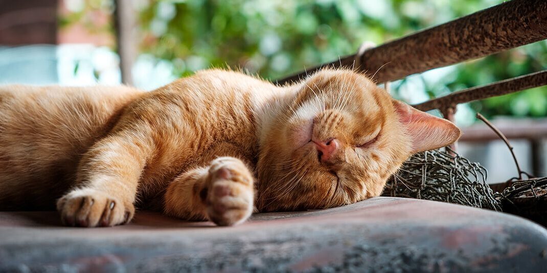 Orange Cat Laying On Patio Chair