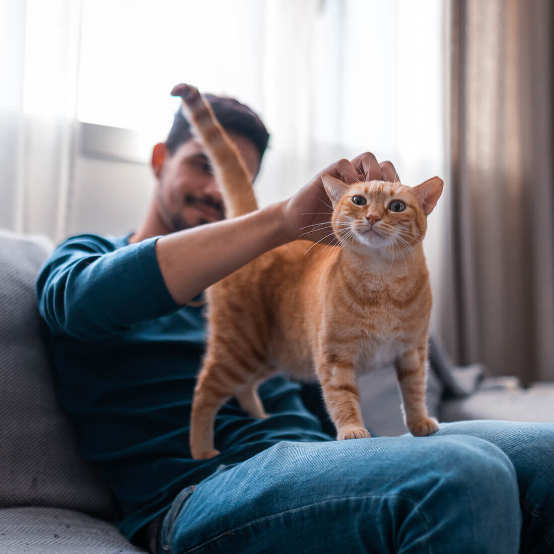 Orange Cat On Mans Lap