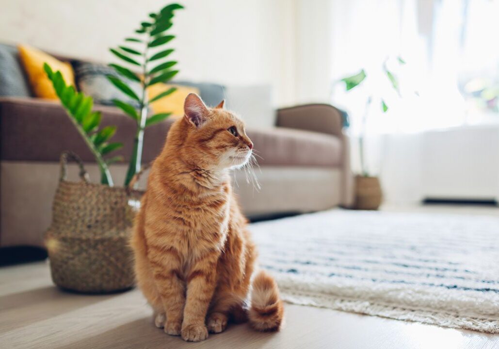 Orange Cat Sitting On Floor