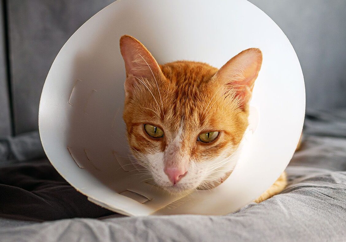 orange cat wearing a surgical collar