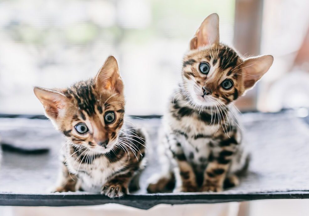 two bangle kittens playing