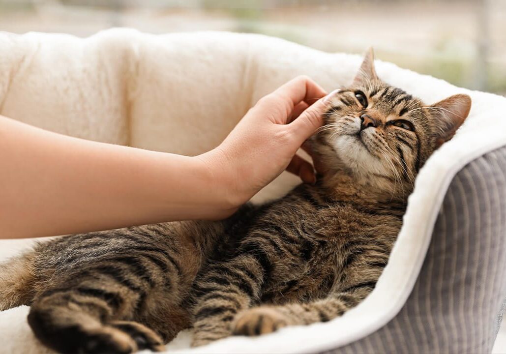 Striped Cat Laying In Bed