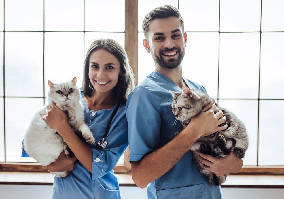 Vet And Vets Assistant Holding A Cat