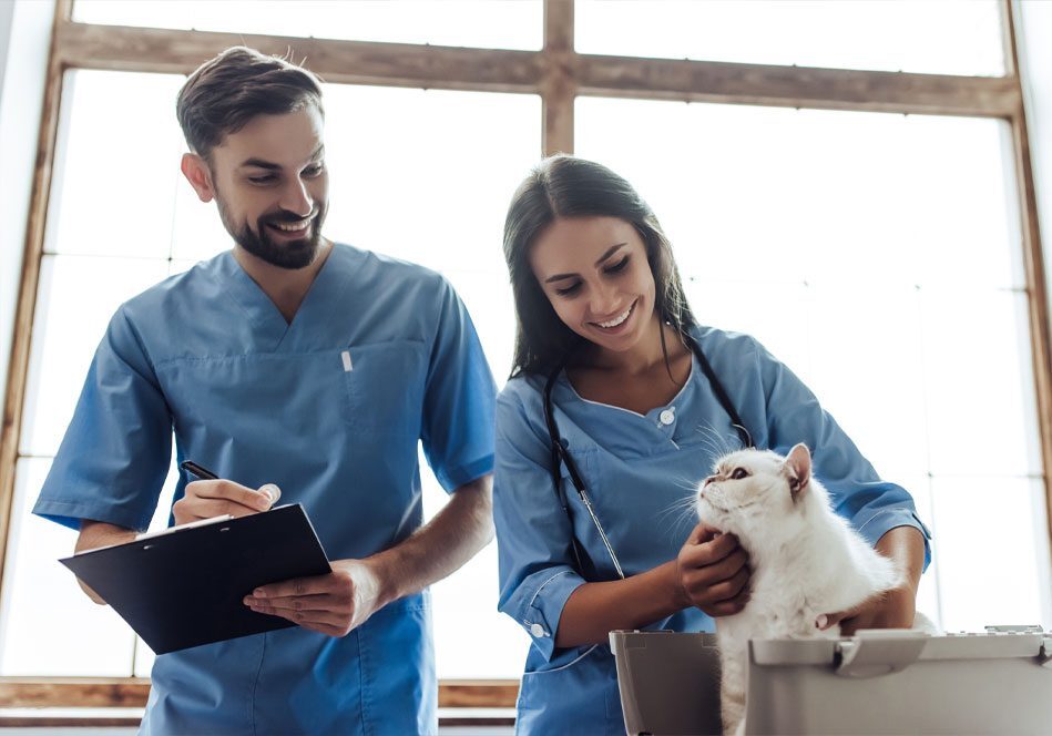 Vet And Vet Assistant Examining White Cat