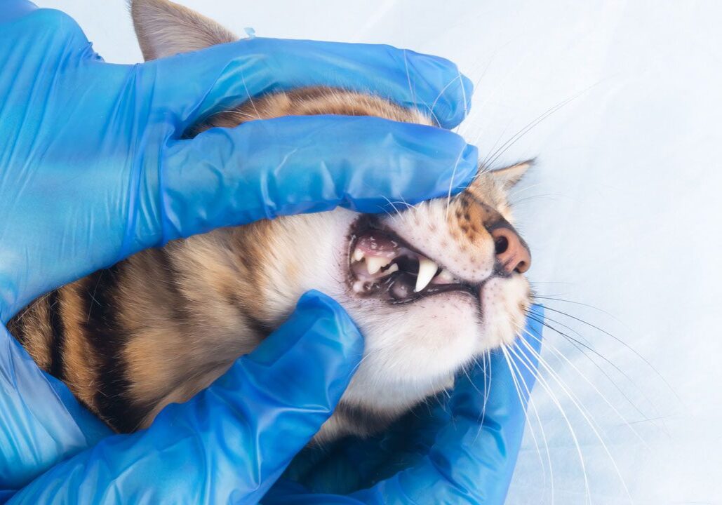 veterinarian opening cats mouth to inspect teeth