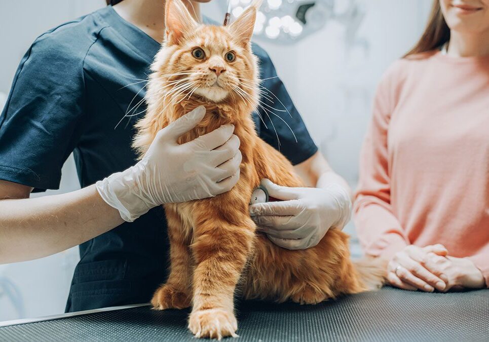 veterinarian holding an orange Maine Coon cat