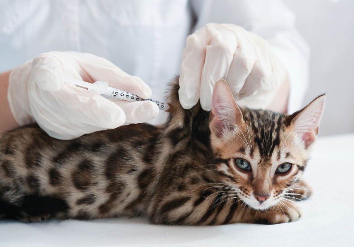 brown kitten receiving vaccination from veterinarian